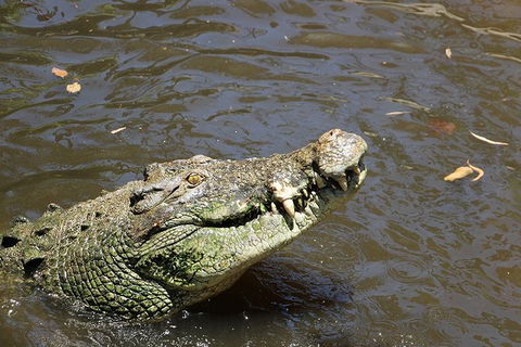 Virtual Interactive Australian Wildlife Tour With Private Guide-Wildlife Habitat - Tourism Cairns 2