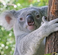 Virtual Interactive Australian Wildlife Tour With Private Guide-Wildlife Habitat