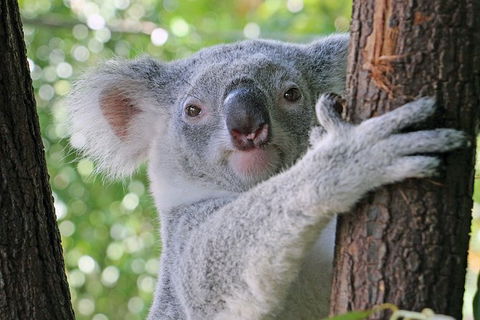 Virtual Interactive Australian Wildlife Tour With Private Guide-Wildlife Habitat - Tourism Cairns 0