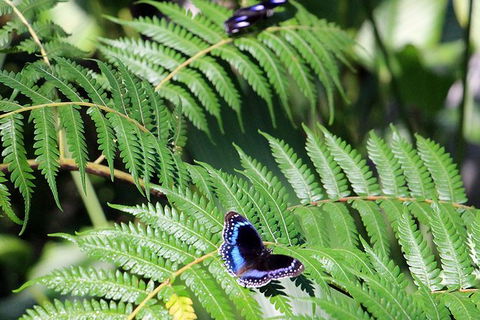 Australian Butterfly Sanctuary- Virtual Interactive Tour With Private Guide - Tourism Cairns 3