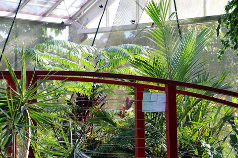 Australian Butterfly Sanctuary- Virtual Interactive Tour With Private Guide - Tourism Cairns 2