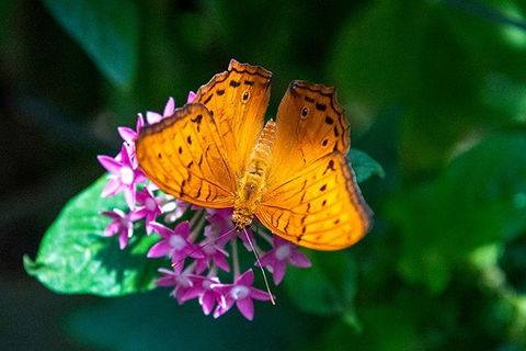 Australian Butterfly Sanctuary- Virtual Interactive Tour With Private Guide - Tourism Cairns 1