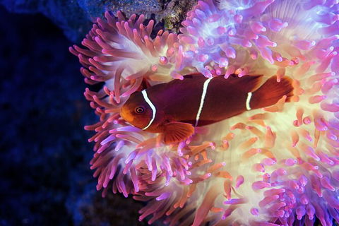 Cairns Aquarium By Twilight With 3 Course Dinner - Tourism Cairns 6