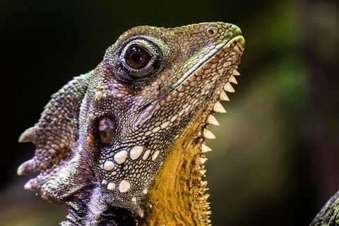Cairns Aquarium By Twilight With 3 Course Dinner - Tourism Cairns 5