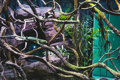 Cairns Aquarium By Twilight With 3 Course Dinner - Tourism Cairns 8