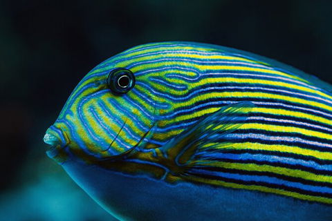 Cairns Aquarium By Twilight With 3 Course Dinner - Tourism Cairns 4