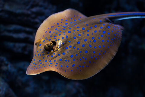 Cairns Aquarium By Twilight With 3 Course Dinner - Tourism Cairns 2