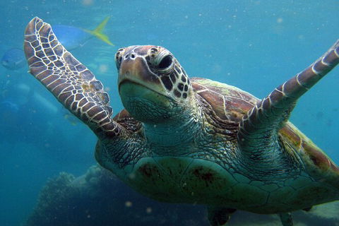 2 Night Whitsunday Islands Cruise On Atlantic Clipper From Airlie Beach - Tourism Cairns 6