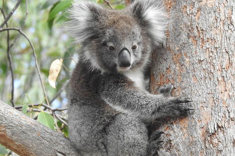 Adelaide Hills Private Day Tour - Tourism Cairns 3