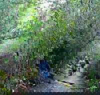 kunanyi/Mt Wellington Explorer Bus - One Way Tour - Tourism Cairns