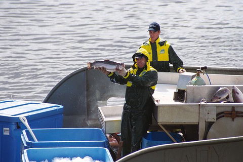 Afternoon Gordon River Dinner Cruise - Departing 3pm - Tourism Cairns 3