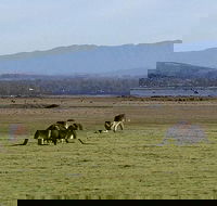 Spend a day in one of Tasmania's best wildlife National Park's - Tourism Cairns