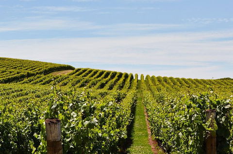 Launceston Wine & Sightseeing Tours - Tourism Cairns 3