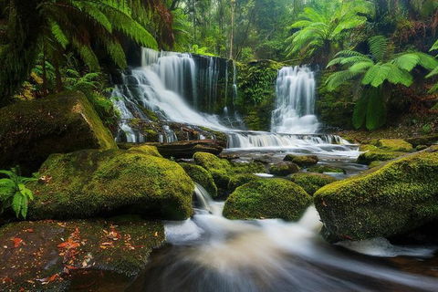Mount Field Private Charter Service - Tourism Cairns 3