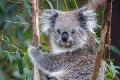 PRIVATE Great Ocean Road Tour And 12 Apostles With Wildlife Spotting - Tourism Cairns 7