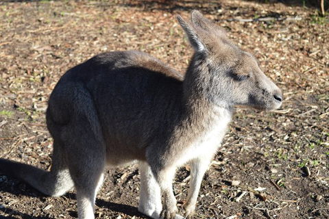PRIVATE Great Ocean Road Tour And 12 Apostles With Wildlife Spotting - Tourism Cairns 2