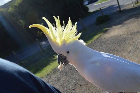 PRIVATE Great Ocean Road Tour And 12 Apostles With Wildlife Spotting - Tourism Cairns 3