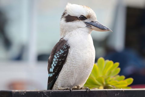 PRIVATE Great Ocean Road Tour And 12 Apostles With Wildlife Spotting - Tourism Cairns 9