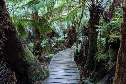 PRIVATE Great Ocean Road Tour And 12 Apostles With Wildlife Spotting - Tourism Cairns 8