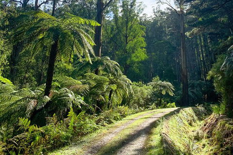 Aqueduct And Rail Trail Self-Guided Bike Tour In Warburton - Tourism Cairns 3