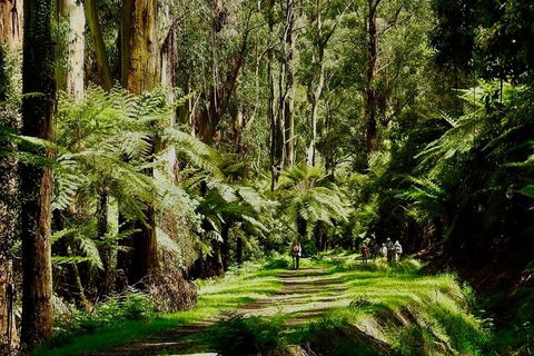 Aqueduct And Rail Trail Self-Guided Bike Tour In Warburton - Tourism Cairns 1