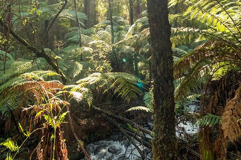 Hiking Tour To Aqueduct And Warburton Valley Lookout - Tourism Cairns 3