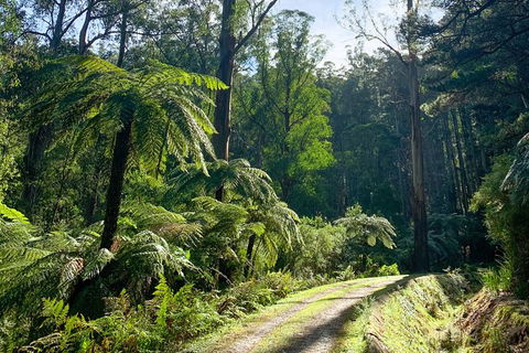 Hiking Tour To Aqueduct And Warburton Valley Lookout - Tourism Cairns 1