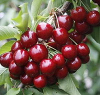 Fruits picking tour from Melbourne - Tourism Cairns