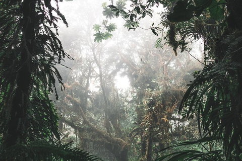 Small Group - Dandenong Ranges, Puffing Billy & Healesville Sanctuary Day Tour - Tourism Cairns 3