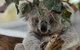 Small Group - Dandenong Ranges, Puffing Billy & Healesville Sanctuary Day Tour - thumb 5