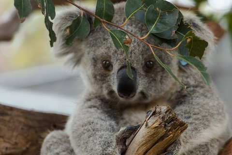 Small Group - Dandenong Ranges, Puffing Billy & Healesville Sanctuary Day Tour - Tourism Cairns 5