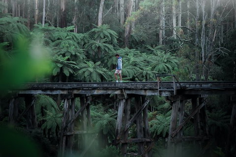 Small Group - Dandenong Ranges, Puffing Billy & Healesville Sanctuary Day Tour - Tourism Cairns 1