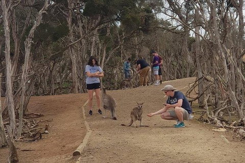 Phillip Island Penguin And Wildlife Tour - Tourism Cairns 34