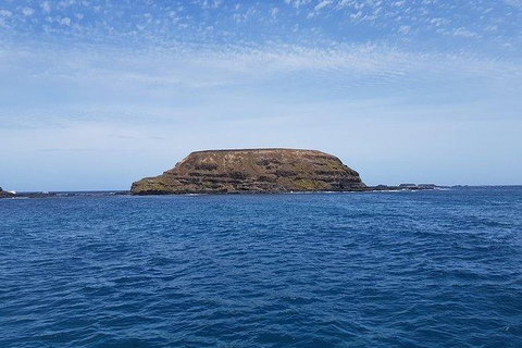 Phillip Island Penguin And Wildlife Tour - Tourism Cairns 17