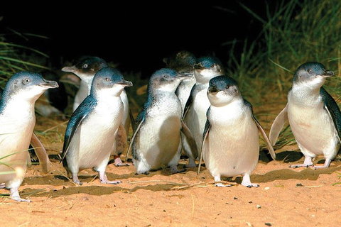 Phillip Island Penguin And Wildlife Tour - Tourism Cairns 0