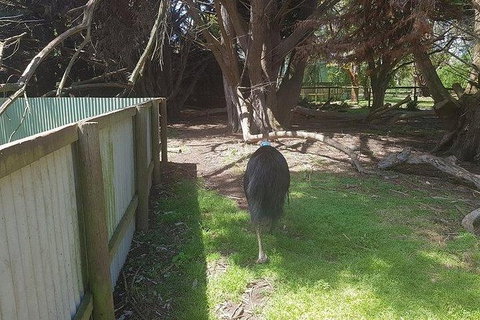 Phillip Island Penguin And Wildlife Tour - Tourism Cairns 5