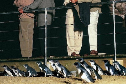 Phillip Island Penguin And Wildlife Tour - Tourism Cairns 20