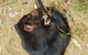 Phillip Island Penguin And Wildlife Tour - thumb 23