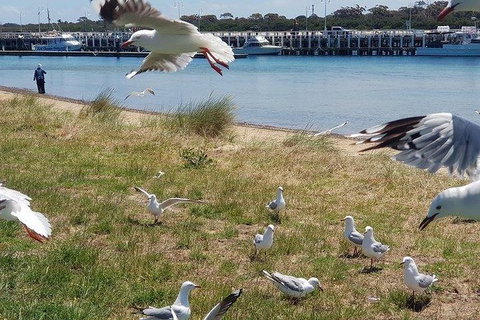 Phillip Island Penguin And Wildlife Tour - Tourism Cairns 1