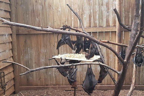 Phillip Island Penguin And Wildlife Tour - Tourism Cairns 31