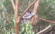 Phillip Island Penguin And Wildlife Tour - thumb 16