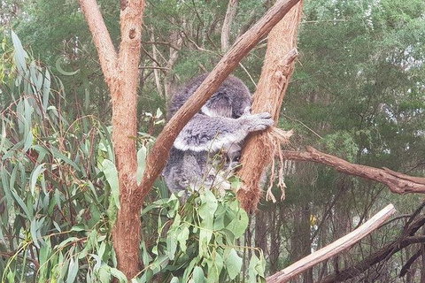 Phillip Island Penguin And Wildlife Tour - Tourism Cairns 16