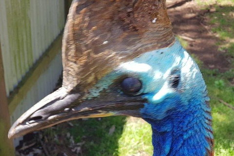 Phillip Island Penguin And Wildlife Tour - Tourism Cairns 19