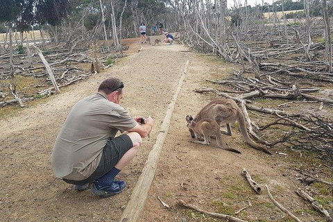 Phillip Island Penguin And Wildlife Tour - Tourism Cairns 30