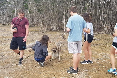 Phillip Island Penguin And Wildlife Tour - Tourism Cairns 3