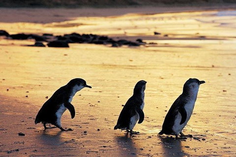 Phillip Island Penguin And Wildlife Tour - Tourism Cairns 13