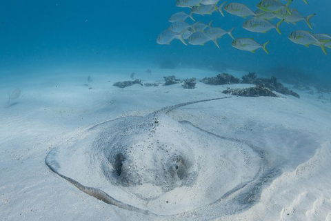 Coral Bay 3-Hour Turtle Ecotour - Tourism Cairns 2