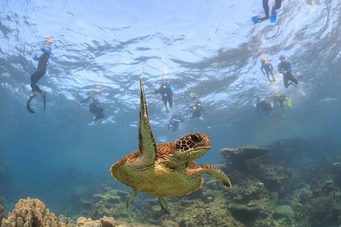 Coral Bay 3-Hour Turtle Ecotour - Tourism Cairns 4