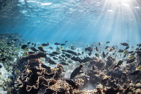 Coral Bay 3-Hour Turtle Ecotour - Tourism Cairns 5