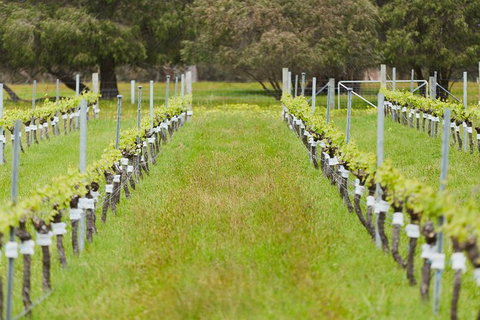 Organic Vineyard/Farm Tour - Tourism Cairns 4